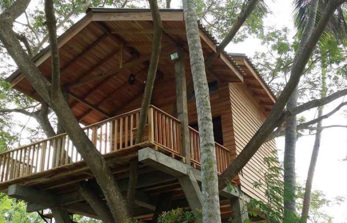 TREE HOUSE SUPERIOR ROOM 01